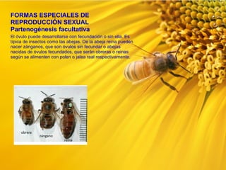 El óvulo puede desarrollarse con fecundación o sin ella. Es
típica de insectos como las abejas. De la abeja reina pueden
n...