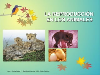 LA REPRODUCCIÓNLA REPRODUCCIÓN
EN LOS ANIMALESEN LOS ANIMALES
Juan F. Zorrilla Peláez - 1º Bachillerato Ciencias - I.E.S. Reyes Católicos
 