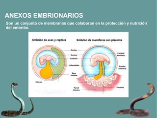 ANEXOS EMBRIONARIOS
Son un conjunto de membranas que colaboran en la protección y nutrición
del embrión.
 