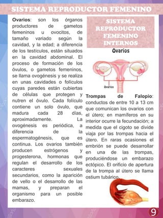 SISTEMA REPRODUCTOR FEMENINO
9
Ovarios: son los órganos
productores de gametos
femeninos u ovocitos, de
tamaño variado según la
cavidad, y la edad; a diferencia
de los testículos, están situados
en la cavidad abdominal. El
proceso de formación de los
óvulos, o gametos femeninos,
se llama ovogénesis y se realiza
en unas cavidades o folículos
cuyas paredes están cubiertas
de células que protegen y
nutren el óvulo. Cada folículo
contiene un solo óvulo, que
madura cada 28 días,
aproximadamente. La
ovogénesis es periódica, a
diferencia de la
espermatogénesis, que es
continua. Los ovarios también
producen estrógenos y
progesterona, hormonas que
regulan el desarrollo de los
caracteres sexuales
secundarios, como la aparición
de vello o el desarrollo de las
mamas, y preparan el
organismo para un posible
embarazo.
SISTEMA
REPRODUCTOR
FEMENINO
INTERNOS
Trompas de Falopio:
conductos de entre 10 a 13 cm
que comunican los ovarios con
el útero; en mamíferos en su
interior ocurre la fecundación; a
medida que el cigoto se divide
viaja por las trompas hacia el
útero. En raras ocasiones el
embrión se puede desarrollar
en una de las trompas,
produciéndose un embarazo
ectópico. El orificio de apertura
de la trompa al útero se llama
ostium tubárico.
 