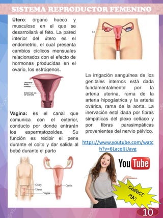 SISTEMA REPRODUCTOR FEMENINO
10
Útero: órgano hueco y
musculoso en el que se
desarrollará el feto. La pared
interior del útero es el
endometrio, el cual presenta
cambios cíclicos mensuales
relacionados con el efecto de
hormonas producidas en el
ovario, los estrógenos.
Vagina: es el canal que
comunica con el exterior,
conducto por donde entrarán
los espermatozoides. Su
función es recibir el pene
durante el coito y dar salida al
bebé durante el parto
La irrigación sanguínea de los
genitales internos está dada
fundamentalmente por la
arteria uterina, rama de la
arteria hipogástrica y la arteria
ovárica, rama de la aorta. La
inervación está dada por fibras
simpáticas del plexo celíaco y
por fibras parasimpáticas
provenientes del nervio pélvico.
https://www.youtube.com/watc
h?v=6LacqlJUavg
 