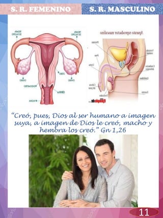 S. R. FEMENINO
11
S. R. MASCULINO
“Creó, pues, Dios al ser humano a imagen
suya, a imagen de Dios le creó, macho y
hembra los creó.” Gn 1,26
 