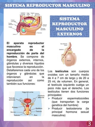 SISTEMA REPRODUCTOR MASCULINO
El aparato reproductor
masculino es el
encargado de la
reproducción de parte del
hombre. Se compone de
órganos externos, internos,
glándulas y diversos líquidos
que favorece la reproducción.
Detallaremos cada uno de los
órganos y glándulas que
intervienen en la
reproducción así como
también sus funciones:
3
Los testículos son cuerpos
ovoides con un tamaño medio
de 4 a 7 cm de largo y de 20 a
25 mL de volumen. En general,
el testículo izquierdo cuelga un
poco más que el derecho. Los
testículos tienen dos funciones
principales:
 Producir espermatozoides
(que transportan la carga
genética del hombre)
 Producir testosterona (la
principal hormona sexual
masculina)
SISTEMA
REPRODUCTOR
MASCULINO
EXTERNOS
 