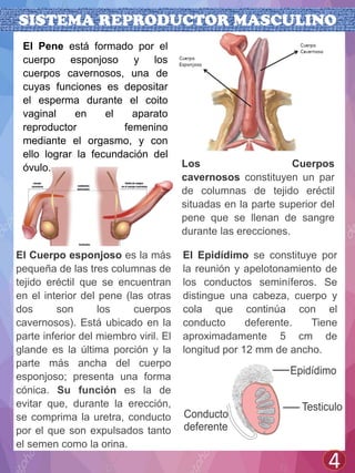 SISTEMA REPRODUCTOR MASCULINO
4
El Cuerpo esponjoso es la más
pequeña de las tres columnas de
tejido eréctil que se encuentran
en el interior del pene (las otras
dos son los cuerpos
cavernosos). Está ubicado en la
parte inferior del miembro viril. El
glande es la última porción y la
parte más ancha del cuerpo
esponjoso; presenta una forma
cónica. Su función es la de
evitar que, durante la erección,
se comprima la uretra, conducto
por el que son expulsados tanto
el semen como la orina.
El Pene está formado por el
cuerpo esponjoso y los
cuerpos cavernosos, una de
cuyas funciones es depositar
el esperma durante el coito
vaginal en el aparato
reproductor femenino
mediante el orgasmo, y con
ello lograr la fecundación del
óvulo. Los Cuerpos
cavernosos constituyen un par
de columnas de tejido eréctil
situadas en la parte superior del
pene que se llenan de sangre
durante las erecciones.
El Epidídimo se constituye por
la reunión y apelotonamiento de
los conductos seminíferos. Se
distingue una cabeza, cuerpo y
cola que continúa con el
conducto deferente. Tiene
aproximadamente 5 cm de
longitud por 12 mm de ancho.
 