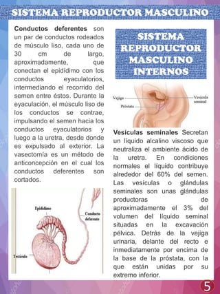 SISTEMA REPRODUCTOR MASCULINO
5
Conductos deferentes son
un par de conductos rodeados
de músculo liso, cada uno de
30 cm de largo,
aproximadamente, que
conectan el epidídimo con los
conductos eyaculatorios,
intermediando el recorrido del
semen entre éstos. Durante la
eyaculación, el músculo liso de
los conductos se contrae,
impulsando el semen hacia los
conductos eyaculatorios y
luego a la uretra, desde donde
es expulsado al exterior. La
vasectomía es un método de
anticoncepción en el cual los
conductos deferentes son
cortados.
Vesículas seminales Secretan
un líquido alcalino viscoso que
neutraliza el ambiente ácido de
la uretra. En condiciones
normales el líquido contribuye
alrededor del 60% del semen.
Las vesículas o glándulas
seminales son unas glándulas
productoras de
aproximadamente el 3% del
volumen del líquido seminal
situadas en la excavación
pélvica. Detrás de la vejiga
urinaria, delante del recto e
inmediatamente por encima de
la base de la próstata, con la
que están unidas por su
extremo inferior.
SISTEMA
REPRODUCTOR
MASCULINO
INTERNOS
 