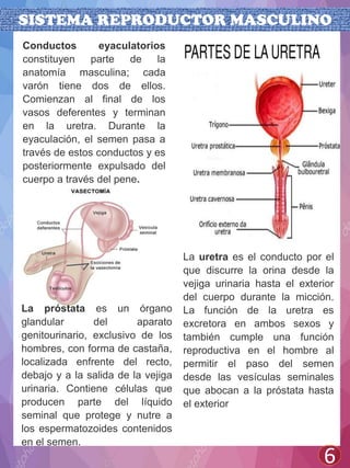 SISTEMA REPRODUCTOR MASCULINO
6
Conductos eyaculatorios
constituyen parte de la
anatomía masculina; cada
varón tiene dos de ellos.
Comienzan al final de los
vasos deferentes y terminan
en la uretra. Durante la
eyaculación, el semen pasa a
través de estos conductos y es
posteriormente expulsado del
cuerpo a través del pene.
La próstata es un órgano
glandular del aparato
genitourinario, exclusivo de los
hombres, con forma de castaña,
localizada enfrente del recto,
debajo y a la salida de la vejiga
urinaria. Contiene células que
producen parte del líquido
seminal que protege y nutre a
los espermatozoides contenidos
en el semen.
La uretra es el conducto por el
que discurre la orina desde la
vejiga urinaria hasta el exterior
del cuerpo durante la micción.
La función de la uretra es
excretora en ambos sexos y
también cumple una función
reproductiva en el hombre al
permitir el paso del semen
desde las vesículas seminales
que abocan a la próstata hasta
el exterior
 