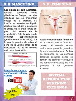 S. R. MASCULINO
7
Aparato reproductor femenino
es el sistema sexual femenino.
Junto con el masculino, es uno
de los encargados de garantizar
la reproducción humana. Ambos
se componen de las gónadas
(órganos sexuales donde se
forman los gametos y producen
las hormonas sexuales), las vías
genitales y los genitales
externos.
Las glándulas bulbouretrales,
también conocidas como
glándulas de Cowper, son dos
glándulas que se encuentran
debajo de la próstata. Su
función es secretar un líquido
alcalino que lubrica y neutraliza
la acidez de la uretra antes del
paso del semen en la
eyaculación. Este líquido puede
contener espermatozoides
(generalmente arrastrados), por
lo cual la práctica de retirar el
pene de la vagina antes de la
eyaculación no es un método
anticonceptivo efectivo.
SISTEMA
REPRODUCTOR
FEMENINO
EXTERNOS
S. R. FEMENINO
https://www.youtube.
com/watch?v=b8hLw
SVrkN8
 