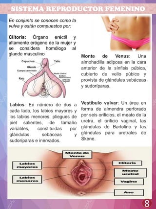 SISTEMA REPRODUCTOR FEMENINO
8
Labios: En número de dos a
cada lado, los labios mayores y
los labios menores, pliegues de
piel salientes, de tamaño
variables, constituidas por
glándulas sebáceas y
sudoríparas e inervados.
En conjunto se conocen como la
vulva y están compuestos por:
Clítoris: Órgano eréctil y
altamente erógeno de la mujer y
se considera homólogo al
glande masculino Monte de Venus: Una
almohadilla adiposa en la cara
anterior de la sínfisis púbica,
cubierto de vello púbico y
provista de glándulas sebáceas
y sudoríparas.
Vestíbulo vulvar: Un área en
forma de almendra perforado
por seis orificios, el meato de la
uretra, el orificio vaginal, las
glándulas de Bartolino y las
glándulas para uretrales de
Skene.
 