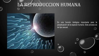 LA REPRODUCCION HUMANA
Es una función biológica importante para la
perpetuación de la especie humana. Este proceso es
de tipo sexual.
 