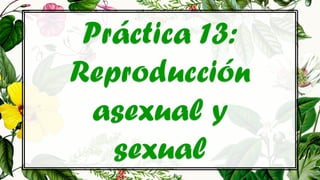 Práctica 13:
Reproducción
asexual y
sexual
 