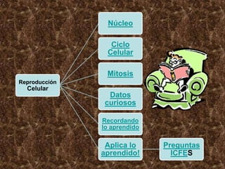 Núcleo

                 Ciclo
                Celular

                Mitosis
Reproducción
  Celular
                 Datos
                curiosos

               Recordando
               lo aprendido

                Aplica lo     Preguntas
               aprendido!       ICFES
 