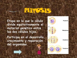 Etapa en la que la célula
divide equitativamente el
material genético entre
las dos células hijas.
Participa en el desarrollo,
crecimiento y reparación
del organismo.
 