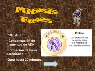 PROFASE:
• Condensación de
filamentos de ADN
•Formación de huso
acromático
•Dura hasta 30 minutos
 