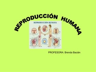 REPRODUCCIÓN  HUMANA PROFESORA: Brenda Bacián 
