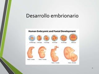 Desarrollo embrionario
11
 