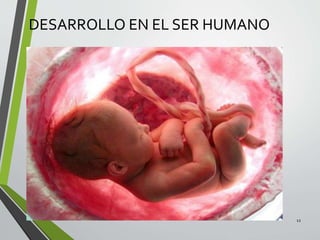 DESARROLLO EN EL SER HUMANO
12
 