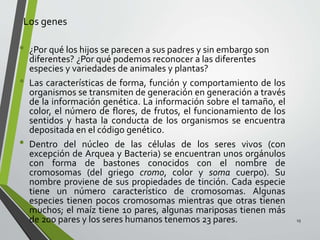 Los genes
• ¿Por qué los hijos se parecen a sus padres y sin embargo son
diferentes? ¿Por qué podemos reconocer a las diferentes
especies y variedades de animales y plantas?
• Las características de forma, función y comportamiento de los
organismos se transmiten de generación en generación a través
de la información genética. La información sobre el tamaño, el
color, el número de flores, de frutos, el funcionamiento de los
sentidos y hasta la conducta de los organismos se encuentra
depositada en el código genético.
• Dentro del núcleo de las células de los seres vivos (con
excepción de Arquea y Bacteria) se encuentran unos orgánulos
con forma de bastones conocidos con el nombre de
cromosomas (del griego cromo, color y soma cuerpo). Su
nombre proviene de sus propiedades de tinción. Cada especie
tiene un número característico de cromosomas. Algunas
especies tienen pocos cromosomas mientras que otras tienen
muchos; el maíz tiene 10 pares, algunas mariposas tienen más
de 200 pares y los seres humanos tenemos 23 pares. 15
 