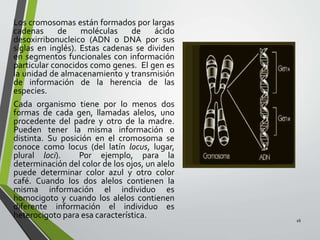 Los cromosomas están formados por largas
cadenas de moléculas de ácido
desoxirribonucleico (ADN o DNA por sus
siglas en inglés). Estas cadenas se dividen
en segmentos funcionales con información
particular conocidos como genes. El gen es
la unidad de almacenamiento y transmisión
de información de la herencia de las
especies.
Cada organismo tiene por lo menos dos
formas de cada gen, llamadas alelos, uno
procedente del padre y otro de la madre.
Pueden tener la misma información o
distinta. Su posición en el cromosoma se
conoce como locus (del latín locus, lugar,
plural loci). Por ejemplo, para la
determinación del color de los ojos, un alelo
puede determinar color azul y otro color
café. Cuando los dos alelos contienen la
misma información el individuo es
homocigoto y cuando los alelos contienen
diferente información el individuo es
heterocigoto para esa característica. 16
 