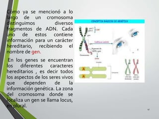 Cómo ya se mencionó a lo
largo de un cromosoma
distinguimos diversos
fragmentos de ADN. Cada
uno de estos contiene
información para un carácter
hereditario, recibiendo el
nombre de gen.
En los genes se encuentran
los diferentes caracteres
hereditarios , es decir todos
los aspectos de los seres vivos
que dependen de la
información genética. La zona
del cromosoma donde se
localiza un gen se llama locus,
en plural.
17
 