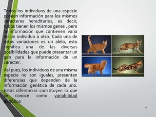 Todos los individuos de una especie
poseen información para los mismos
caracteres hereditarios, es decir,
todos tienen los mismos genes , pero
la información que contienen varia
de un individuo a otro. Cada una de
estas variaciones es un alelo, esto
significa una de las diversas
posibilidades que puede presentar un
gen para la información de un
carácter.
Así pues, los individuos de una misma
especie no son iguales, presentan
diferencias que dependen de la
información genética de cada uno.
Estas diferencias constituyen lo que
se conoce como variabilidad
genética.
18
 