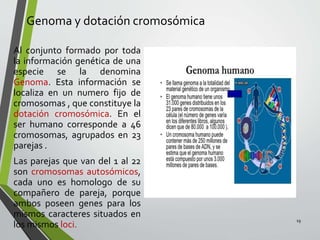 Genoma y dotación cromosómica
Al conjunto formado por toda
la información genética de una
especie se la denomina
Genoma. Esta información se
localiza en un numero fijo de
cromosomas , que constituye la
dotación cromosómica. En el
ser humano corresponde a 46
cromosomas, agrupados en 23
parejas .
Las parejas que van del 1 al 22
son cromosomas autosómicos,
cada uno es homologo de su
compañero de pareja, porque
ambos poseen genes para los
mismos caracteres situados en
los mismos loci.
19
 