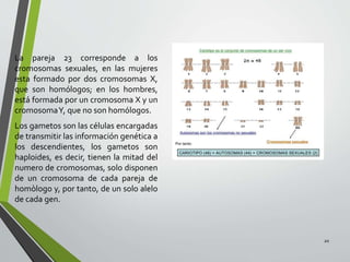 La pareja 23 corresponde a los
cromosomas sexuales, en las mujeres
esta formado por dos cromosomas X,
que son homólogos; en los hombres,
está formada por un cromosoma X y un
cromosomaY, que no son homólogos.
Los gametos son las células encargadas
de transmitir las información genética a
los descendientes, los gametos son
haploides, es decir, tienen la mitad del
numero de cromosomas, solo disponen
de un cromosoma de cada pareja de
homòlogo y, por tanto, de un solo alelo
de cada gen.
20
 
