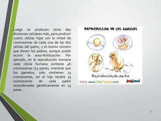 Luego se producen otras dos
divisiones celulares más, para producir
cuatro células hijas con la mitad de
cromosomas de cada una de las dos
células del padre, y el mismo número
que tienen los padres, aunque puede
ocurrir la auto-fertilización. Por
ejemplo, en la reproducción humana
cada célula humana contiene 46
cromosomas (23 pares), mientras que
los gametos, solo contienen 23
cromosomas, así el hijo tendrá 23
cromosomas de cada padre
recombinadas genéticamente en 23
pares.
3
 