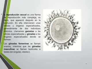 • la reproducción sexual es una forma
de reproducción más compleja, es
decir, que apareció después en la
evolución. En ella intervienen unas
células y órganos especializados,
generalmente de dos individuos
distintos. Llamamos gametos a las
células especializadas y gónadas a los
órganos especializados donde se
forman.
• Las gónadas femeninas se llaman
ovarios, mientras que las gónadas
masculinas se llaman testículos o
testes (en singular, «teste»).
4
 