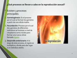 ¿Qué procesos se llevan a cabo en la reproducción sexual?
• Existen 3 procesos
principales.
1.Gametogénesis: Es el proceso
por el cual se forman los gametos
a partir de una célula madre.
2.Fecundación: Proceso por el cual
dos gametos de diferentes
individuos se fusionan a nivel de
citoplasma como núcleo para
formar una nueva célula
llamada zigoto.
3.Desarrollo embrionario: A lo
largo de este proceso, el zigoto se
multiplica y divide para dar lugar
a un individuo adulto.
5
 