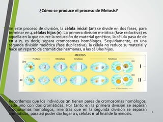 ¿Cómo se produce el proceso de Meiosis?
• En este proceso de división, la célula inicial (2n) se divide en dos fases, para
terminar en 4 células hijas (n). La primera división meiótica (fase reductiva) es
aquella en la que ocurre la reducción de material genético, la célula pasa de de
2n a n, es decir, separa cromosomas homólogos. Seguidamente, en una
segunda división meiótica (fase duplicativa), la célula no reduce su material y
hace un reparto de cromátidas hermanas, a las células hijas.
• Recordemos que los individuos 2n tienen pares de cromosomas homólogos,
cada uno con dos cromátidas. Por tanto en la primera división se separan
cromosomas homólogos, mientras que en la segunda división se separan
cromátidas, para así poder dar lugar a 4 células n al final de la meiosis.
6
 