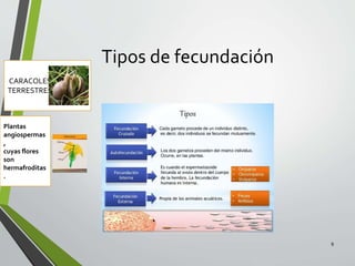 Tipos de fecundación
8
CARACOLES
TERRESTRES
Plantas
angiospermas
,
cuyas flores
son
hermafroditas
.
 