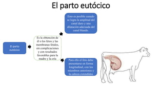 El parto eutócico
El parto
eutócico
Para ello el feto debe
presentarse en forma
longitudinal, con los
miembros anteriores y
la cabeza extendidos
Esto es posible cunado
se logra la amplitud del
canal duro y una
dilatación adecuada del
canal blando.
Es la obtención de
él o los fetos y las
membranas fetales,
sin complicaciones
y con resultados
favorables para la
madre y la cría
 