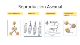 Reproducción Asexual
Fisión o Bipartición Gemación Producción de
esporas
Fragmentación
 