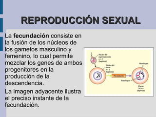 Reproducción asexual Vídeo de la bipartición bacteriana BIPARTICIÓN A este método de reproducción también se le llama escisión binaria o "división en dos" y se caracteriza por una duplicación del ADN y una escisión del citoplasma para formar dos células hijas idénticas.  