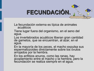 Reproducción asexual GEMACIÓN En este tipo de reproducción, el nuevo organismo surge como una pequeña  yema o gema  , la cual se puede desprender convirtiéndose en un nuevo individuo o bien, permanecer unida a la célula madre y formar parte de una colonia.  
