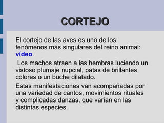 “ Reproducción asexual” en animales completos REGENERACIÓN  Mediante este proceso otros organismos pueden volver a formar ciertas partes que han perdido, por ejemplo: a) Los alacranes puede regenerar cola, aguijón, patas y pinzas.  