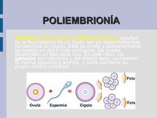 c) Nosotros regeneramos piel, células sanguíneas, pelo, etc. VÍDEO  DE REGENERACIÓN EN PLANARIAS y en las  hidras de agua dulce.  