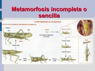 La reproducción sexual produce por tanto descendientes distintos a sus progenitores y diferentes entre si ya que en la fecundación se combinan los materiales hereditarios de cada progenitor. 