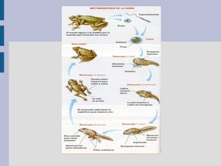 Tras sucesivas divisiones celulares se transforma en un EMBRIÓN. 