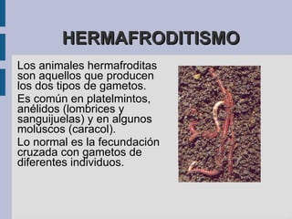 Ese embrión tras su desarrollo dará lugar  a un nuevo individuo. 