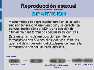 b) No participan los gametos.  