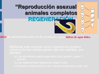 d) Utilizan la mitosis o la fisión como proceso reproductivo. 