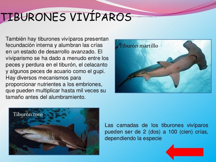 Reproduccion animal