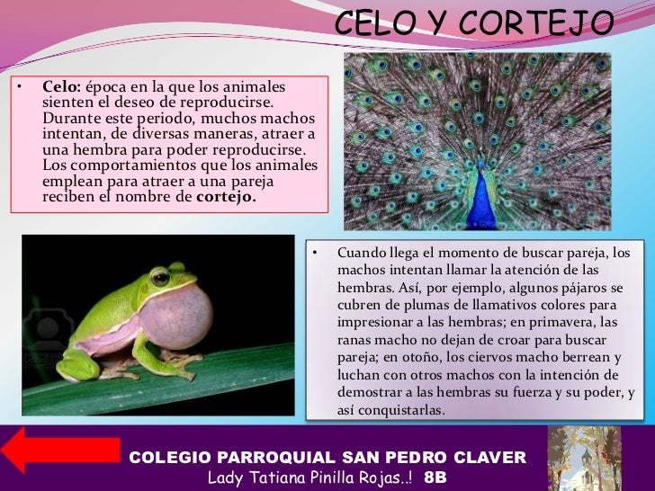 Como Se Da El Cortejo En Los Animales es.slideshare.net