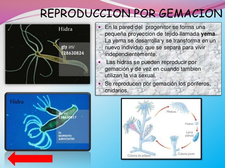 Reproduccion animal