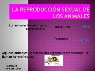 Los animales tienen órganos                    macho
                                  masculino
                reproductores :


                                  femenino        hembra



Algunos animales tienen los dos órganos reproductores, se
llaman hermafroditas

  Rodríguez
  Romero, Jhon
 