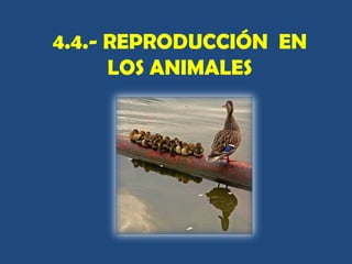 4.4.- REPRODUCCIÓN EN
LOS ANIMALES

 