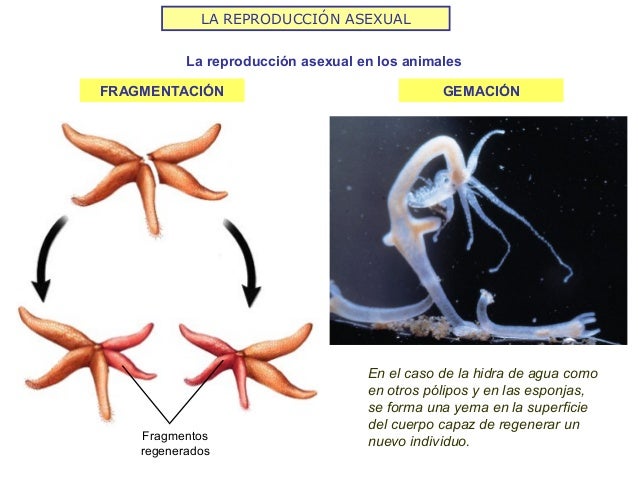 Reproduccion animal (2 a)