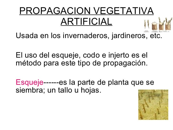 Reproduccion Asexual Reproduccion Asexual