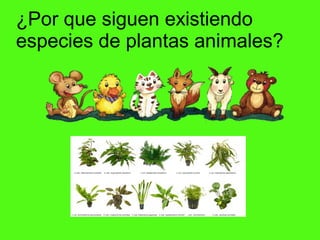 ¿Por que siguen existiendo
especies de plantas animales?
 